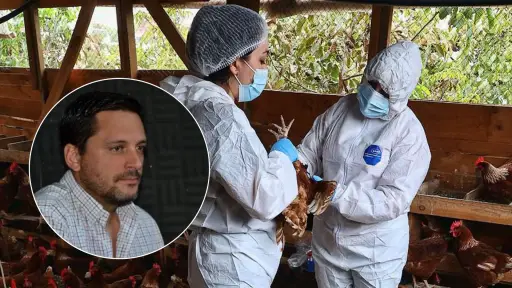 Influenza aviar en Biobío: productor angelino afirma que un solo contagio puede significar perderlo todo