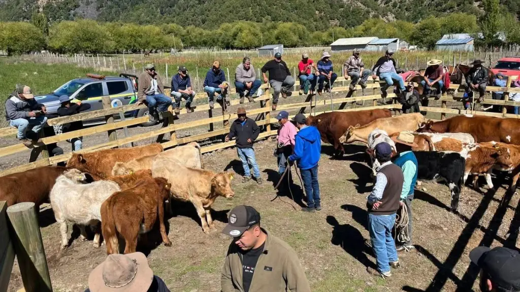 Jornada de comercialización asociativa de ganado en Alto Biobío, INDAP
