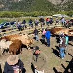 Jornada de comercialización asociativa de ganado en Alto Biobío, INDAP