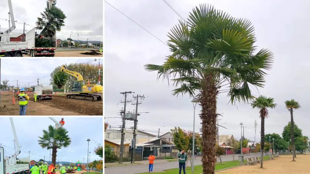 Reubicación de ejemplares se realizó en el marco de faenas vinculadas al proyecto vial en ejecución en la comuna., Municipalidad de Los Ángeles