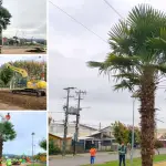 Reubicación de ejemplares se realizó en el marco de faenas vinculadas al proyecto vial en ejecución en la comuna., Municipalidad de Los Ángeles
