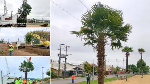 Trasladan palmeras por obras de la ruta Nahuelbuta en Los Ángeles