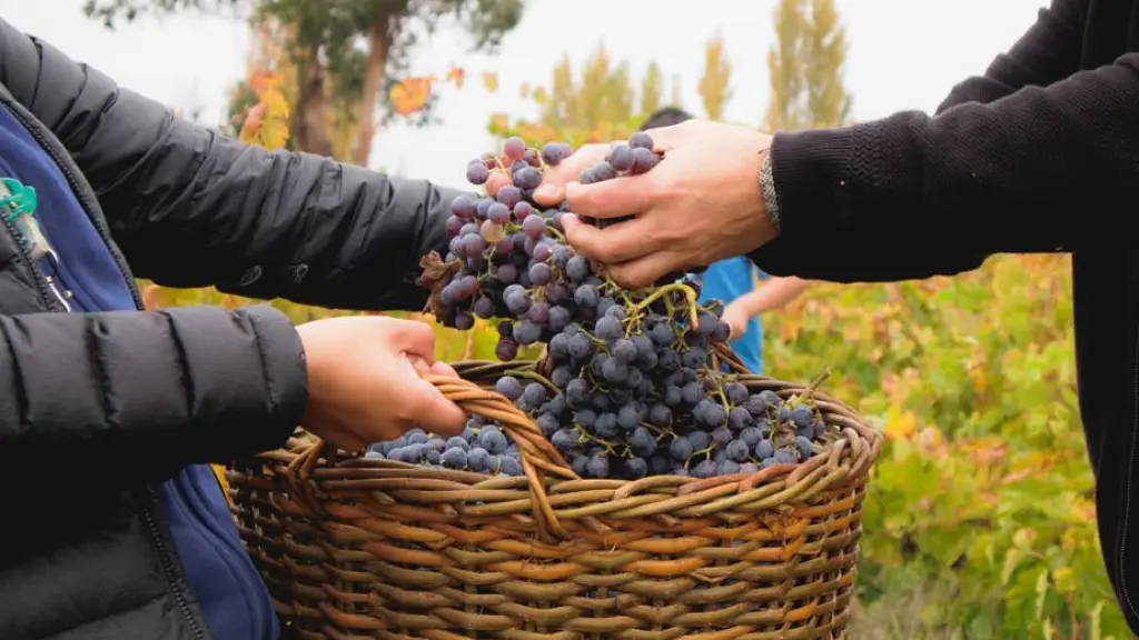Fiesta de la Vendimia de Millapoa, Municipalidad de Nacimiento