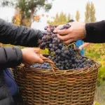 Fiesta de la Vendimia de Millapoa, Municipalidad de Nacimiento