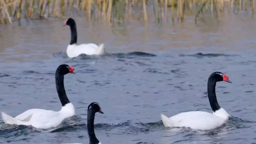 Influenza aviar, contexto