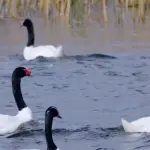 Influenza aviar, contexto