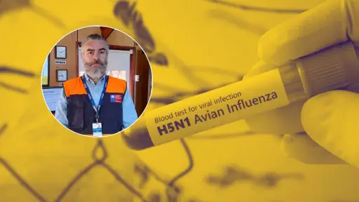 Alerta preventiva por influenza aviar H5N1 en Biobío: autoridades refuerzan vigilancia tras casos en aves silvestres