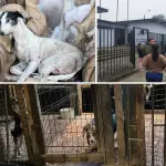 Agrupación animalista de Los Ángeles lideró histórico rescate de 27 perros en Victoria, Patitas Los Ángeles