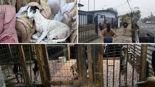 Agrupación animalista de Los Ángeles lideró histórico rescate de 27 perros en Victoria