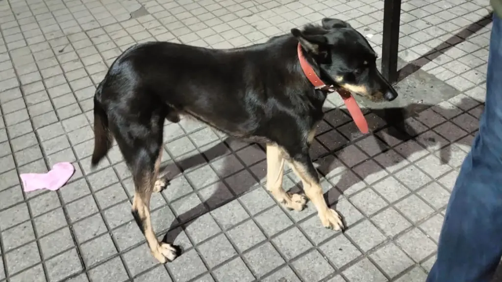 Reportan perrito perdido y desorientado en pleno centro de Los Ángeles, La Tribuna 