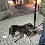Reportan perrito perdido y desorientado en pleno centro de Los Ángeles, La Tribuna 