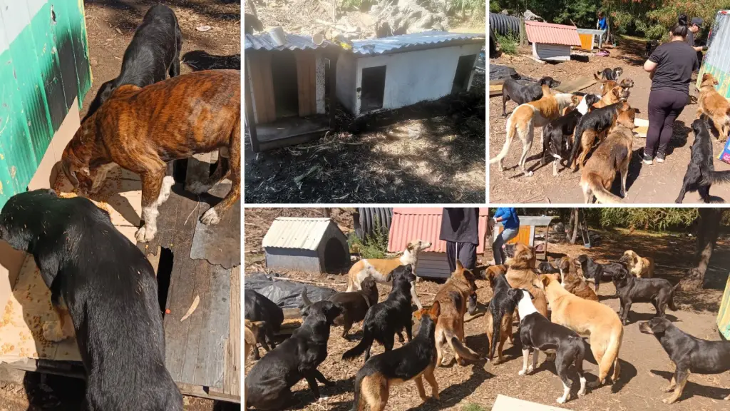 Los Ángeles: Impulsan campaña para ayudar a perros en situación de abandono ante la llegada del invierno, Orejitas Solidarias