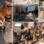 Los Ángeles: Impulsan campaña para ayudar a perros en situación de abandono ante la llegada del invierno, Orejitas Solidarias