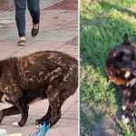 Conocido perro del centro de Los Ángeles fue rescatado tras años en situación de abandono, La Tribuna 