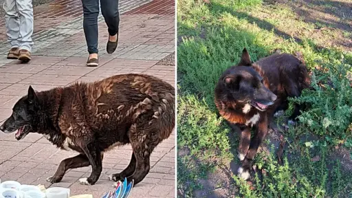 Conocido perro del centro de Los Ángeles fue rescatado tras años en situación de abandono