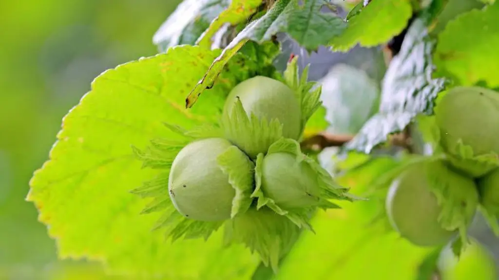 Foto de contexto avellano.