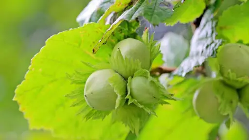 Chile consolida al avellano europeo como cultivo en expansión en el centro-sur del país