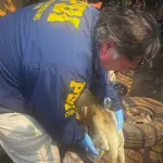 Las diligencias fueron lideradas por detectives de la PDI, PDI Araucanía