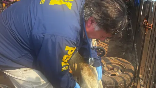 Detienen a mujer por maltrato animal en Vilcún 