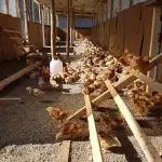 L a implementación de protocolos de manejo de guano de ave para su uso agrícola fue una de las materias ambientales clave discutidas con el Ministerio para optimizar la economía circular en los planteles de la zona central.