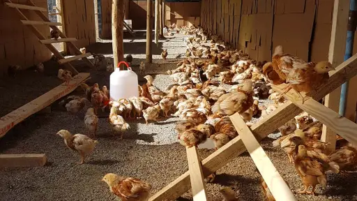 Influenza aviar en Chile: productores de huevos coordinan medidas con el Ministerio de Agricultura