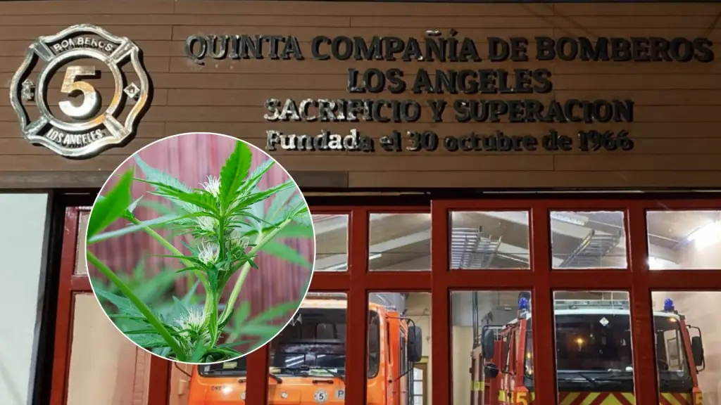 Inician investigación por planta de marihuana encontrada en cuartel de Bomberos de Los Ángeles, La Tribuna 