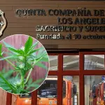 Inician investigación por planta de marihuana encontrada en cuartel de Bomberos de Los Ángeles, La Tribuna 