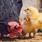 Se reabre el debate sobre la bioseguridad en sectores productivos y el riesgo latente de zoonosis, Referencia