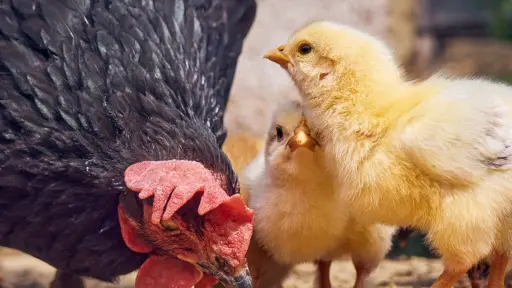Influenza aviar en Biobío: vías de contagio y síntomas en animales de producción
