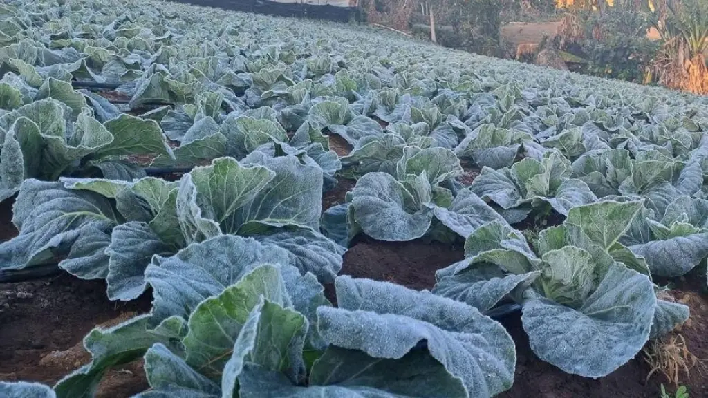 La DMC hizo un llamado directo a adoptar medidas preventivas con anticipación, apuntando tanto a la agricultura intensiva como a la pequeña producción., contecto
