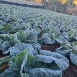 La DMC hizo un llamado directo a adoptar medidas preventivas con anticipación, apuntando tanto a la agricultura intensiva como a la pequeña producción., contecto