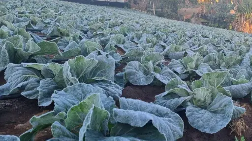 Advierten heladas entre Valparaíso y Biobío: temperaturas podrían acercarse a los 0°C este fin de semana