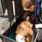 Perrito inválido conmueve en las afueras del mall de Los Ángeles: buscan apoyo para su cuidado, La Tribuna