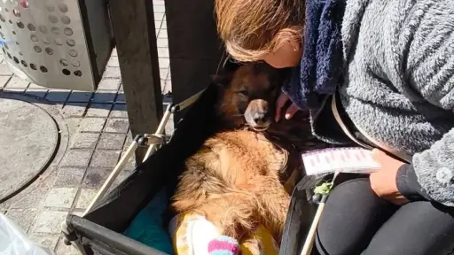 Perrito inválido conmueve en las afueras del mall de Los Ángeles: buscan apoyo para su cuidado