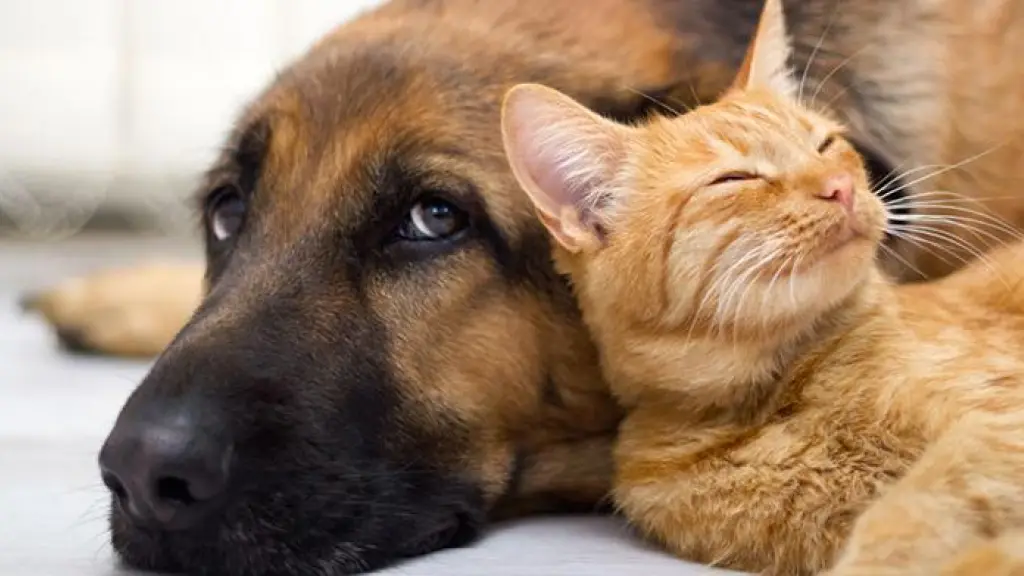 ¿Cómo cuidar a nuestros perros y gatos durante el invierno?, Universidad de Chile