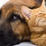 ¿Cómo cuidar a nuestros perros y gatos durante el invierno?, Universidad de Chile