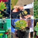 Vecinos podrán participar en una instancia abierta que busca promover el cuidado del entorno y el intercambio de especies en el centro de Los Ángeles., Municipalidad de Los Ángeles