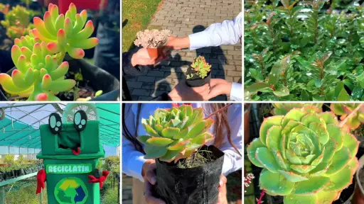 Jornada de intercambio de plantas por el Día de la Tierra se realizará en Plaza Pinto de Los Ángeles