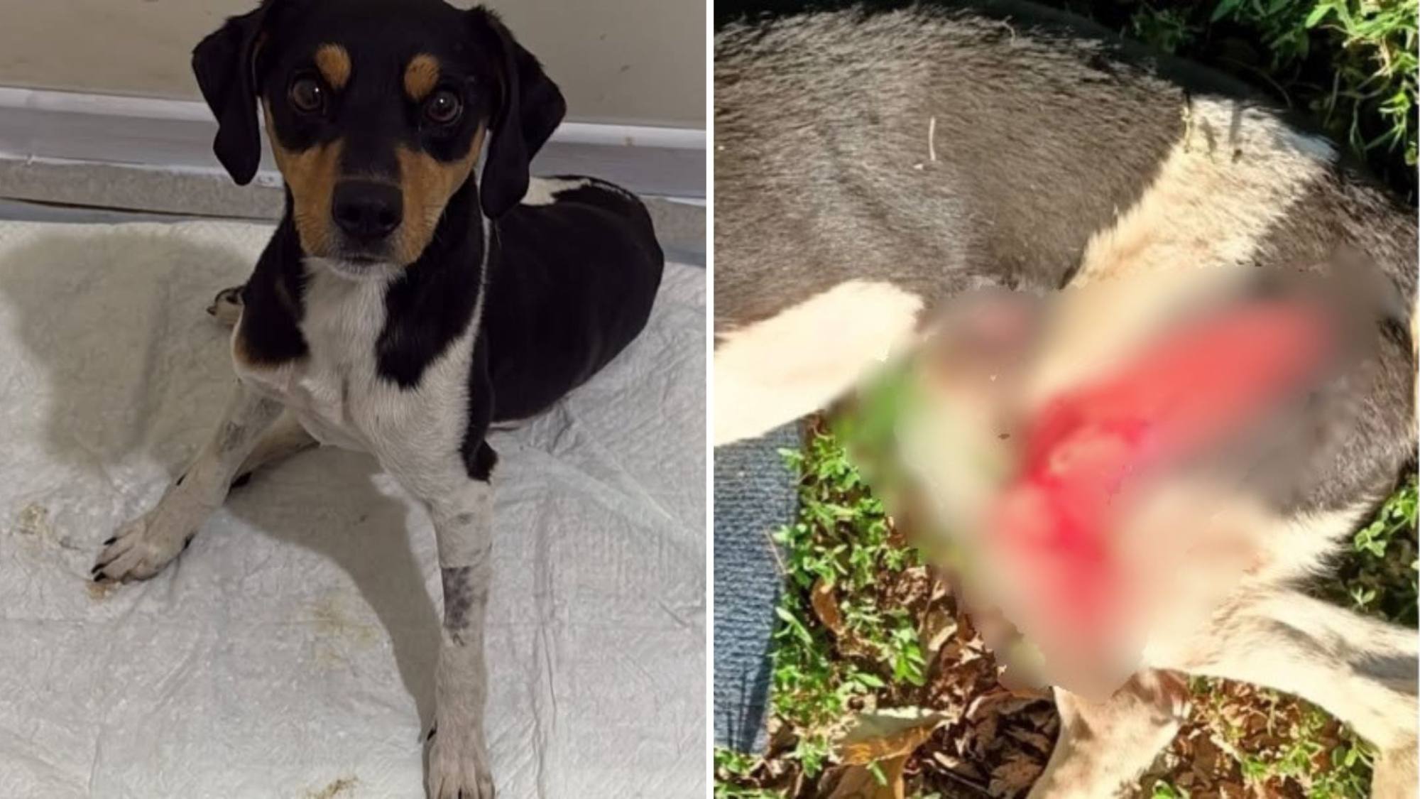 Perro atropellado y abandonado en Los Ángeles sigue en recuperación: requiere segunda cirugía para volver a caminar