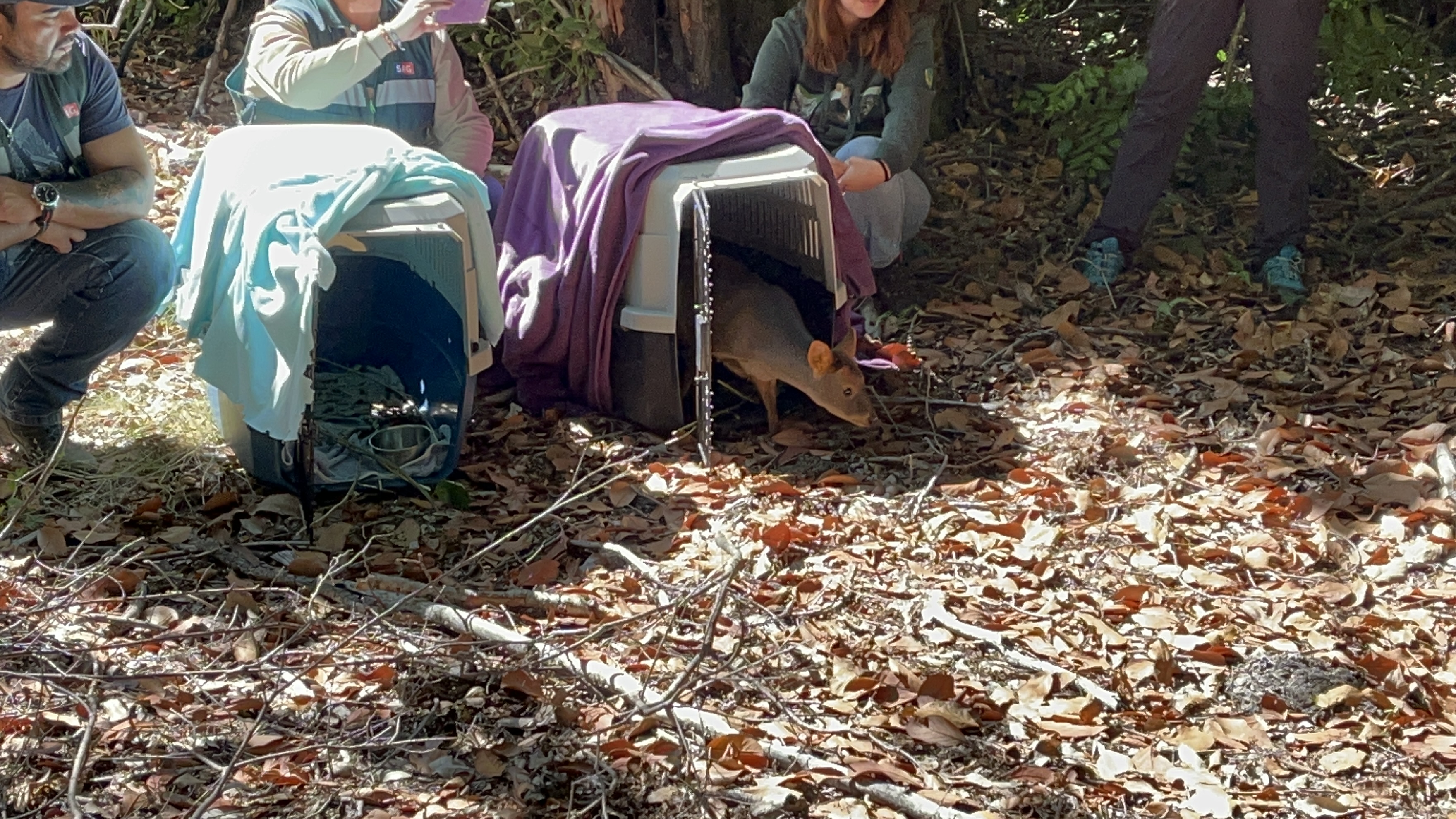 Ejemplares fueron rescatados en zonas afectadas por incendios forestales en enero pasado, y derivadas por el SAG al Centro de Rehabilitación y Educación de Fauna Silvestre, ANDES-UdeC. / SAG Biobío