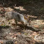 Los ejemplares fueron rescatados en medio de la emergencia forestal y presentaban lesiones de alta complejidad., SAG Biobío