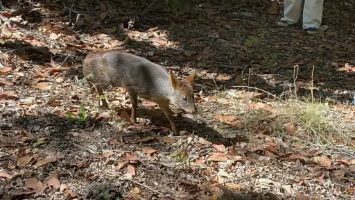 Liberan en Quilleco a dos pudúes y un monito del monte rescatados tras incendios forestales en Biobío