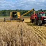 La siembra de cereales de invierno requiere de una aplicación precisa de urea para garantizar el desarrollo de la raíz antes de las heladas.