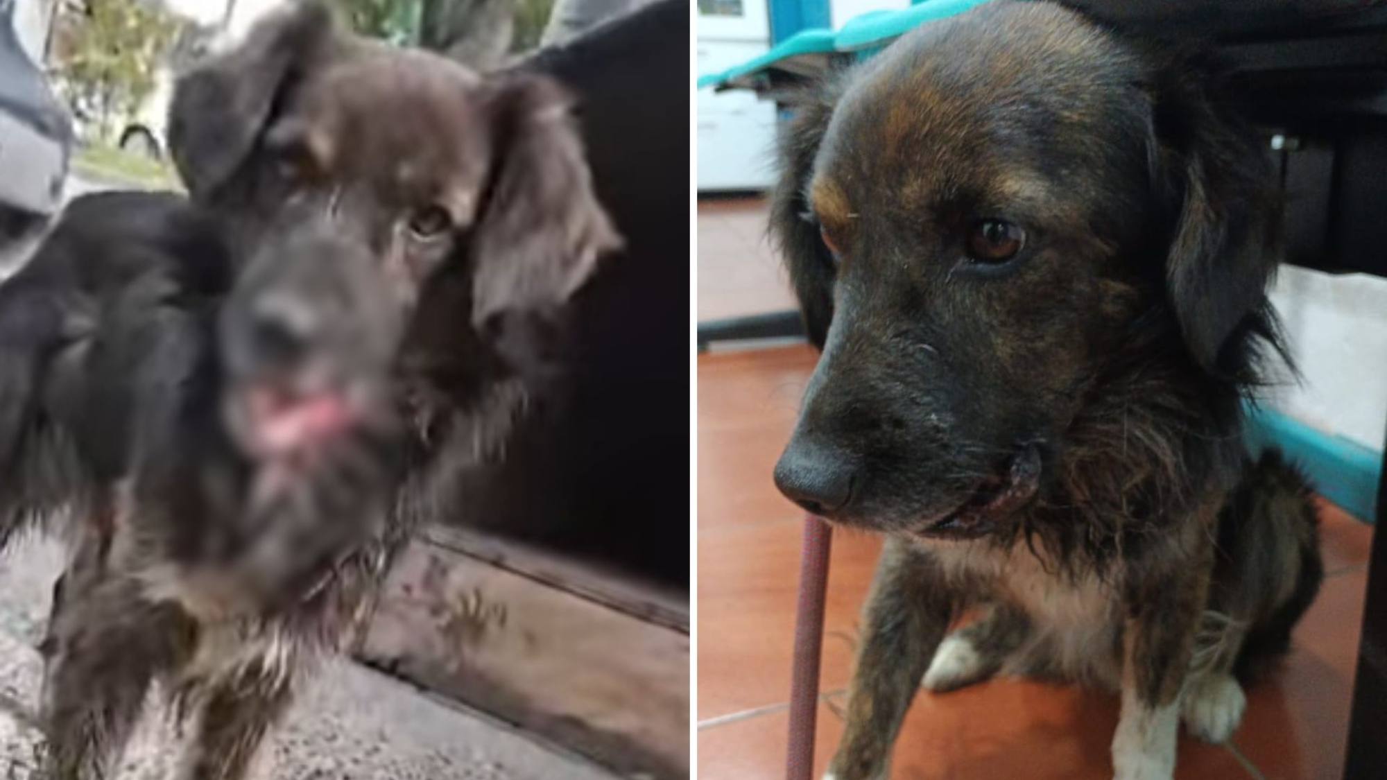 "Titán", el perrito rescatado tras brutal atropello en Los Ángeles, permanece grave y a la espera de cirugía