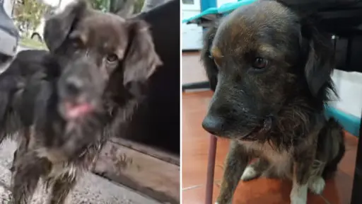 Titán, el perrito rescatado tras brutal atropello en Los Ángeles, permanece grave y a la espera de cirugía
