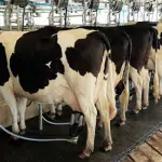 La actividad económica depende hoy de una profunda reestructuración operativa y financiera para enfrentar factores externos que no son visibles a simple vista, pero que afectan cada elemento de su cadena.