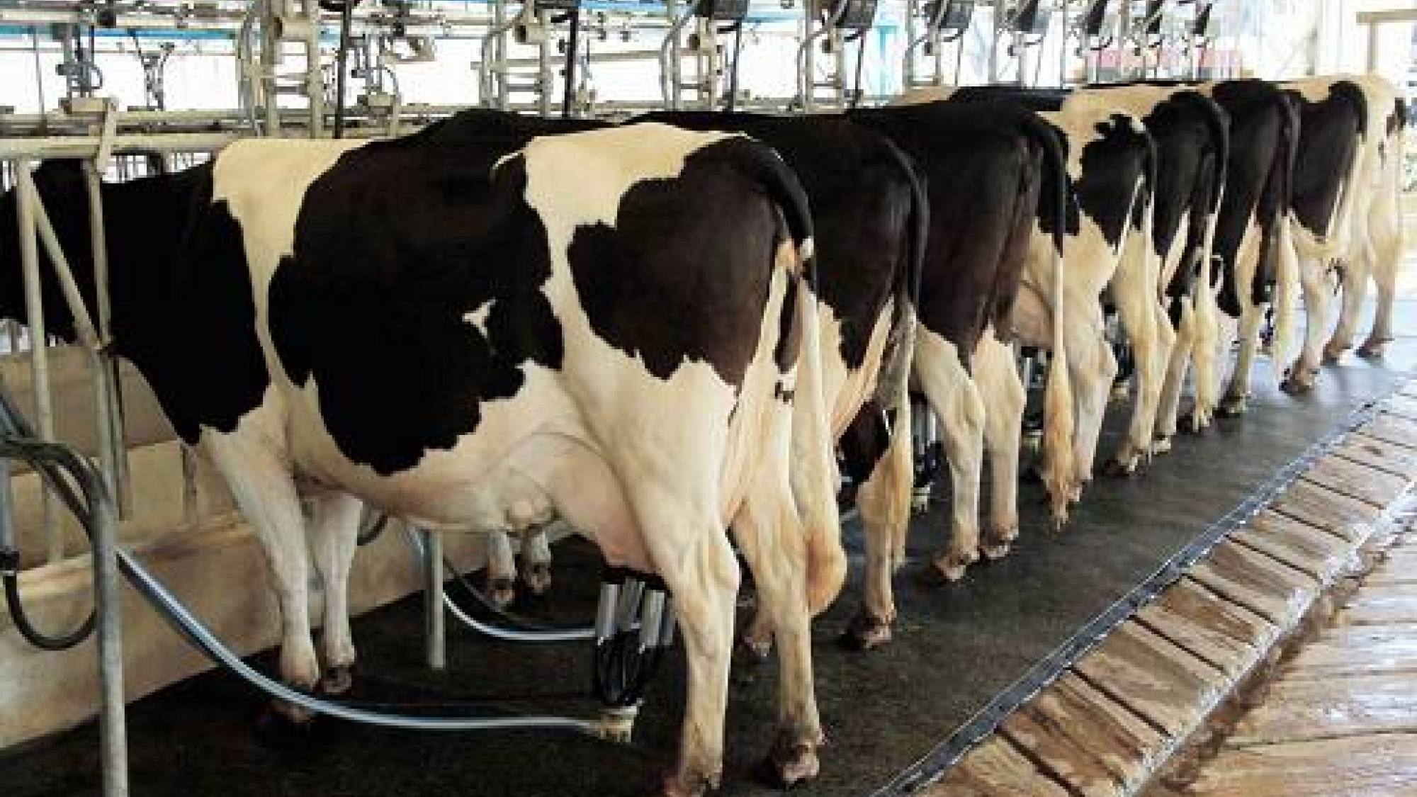 Gremio lechero advierte fuerte impacto del alza de costos en la producción