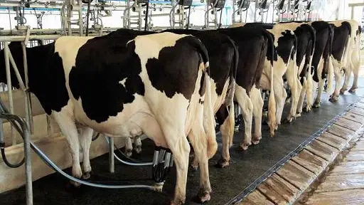 Gremio lechero advierte fuerte impacto del alza de costos en la producción