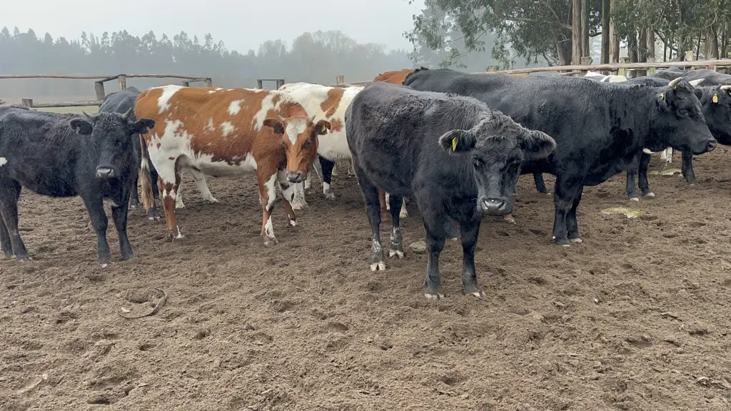 Uno de los pilares del programa ha sido el trabajo conjunto con municipios y organizaciones locales., SAG Biobío