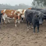 Uno de los pilares del programa ha sido el trabajo conjunto con municipios y organizaciones locales., SAG Biobío